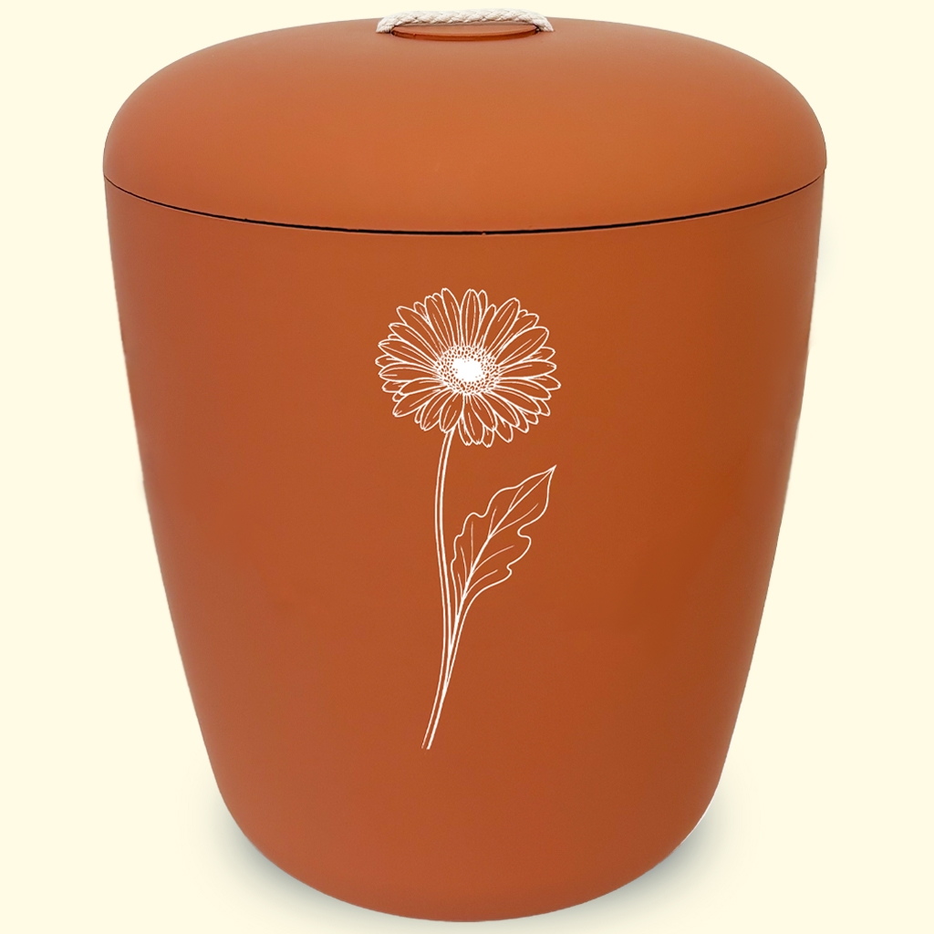 Gerbera
